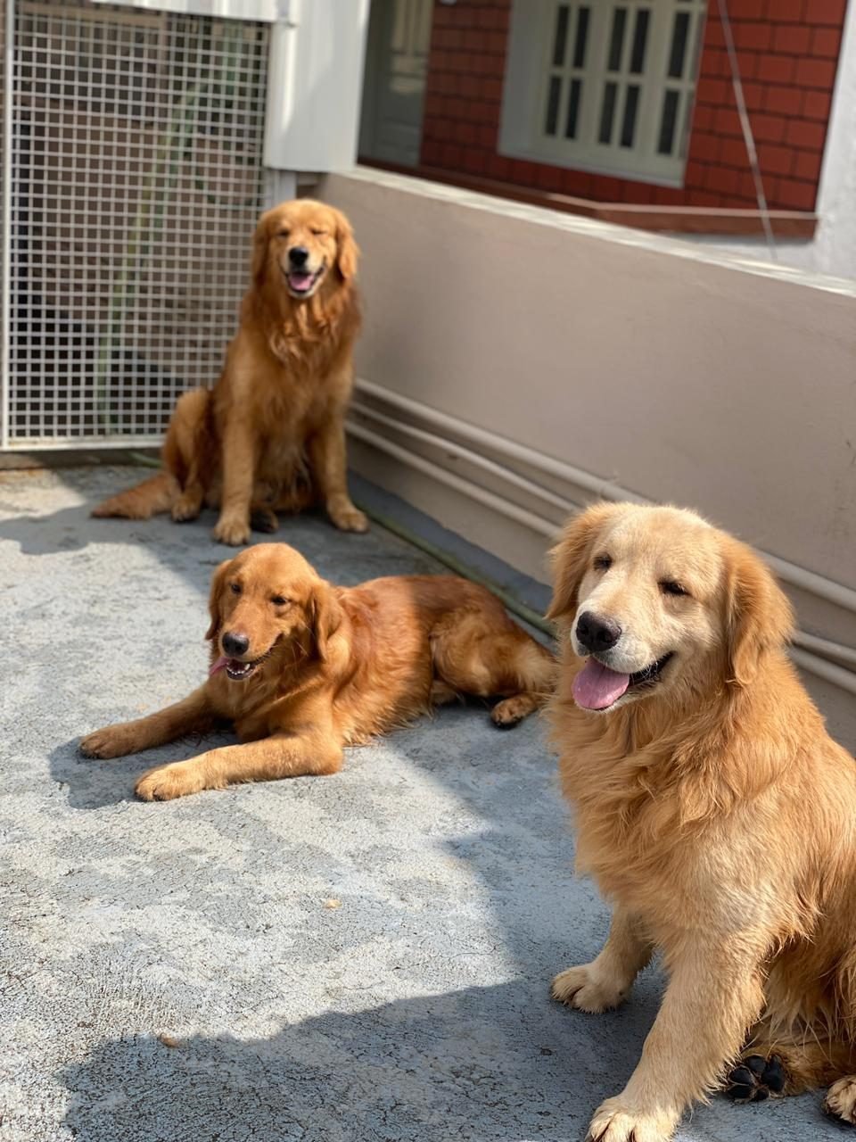 Golden Retriever and German Shepherd together